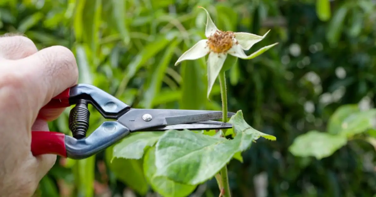 Late Summer Gardening Tips