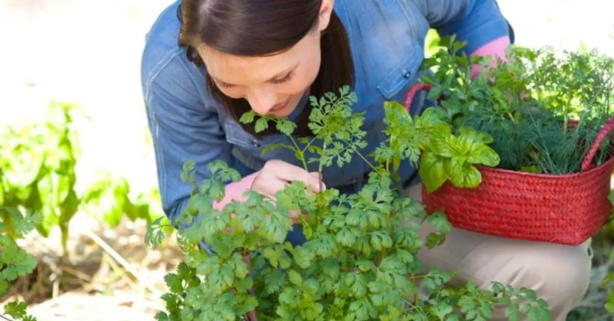 Late Summer Gardening Tips