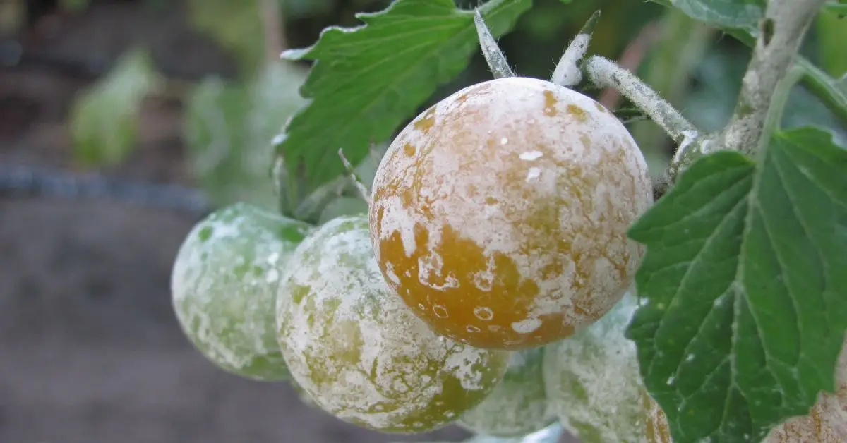 Plant-Based Pest Solutions