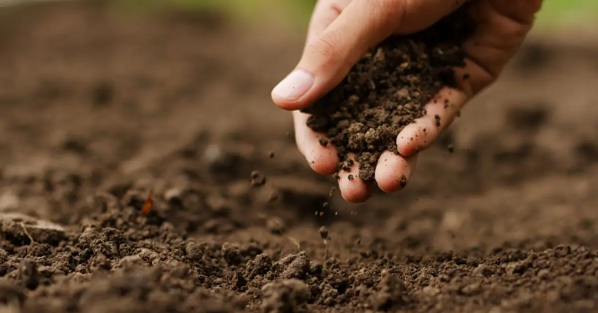 Plant-Based Pest Solutions