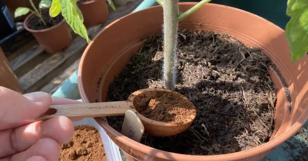Plants That Hate Coffee Grounds