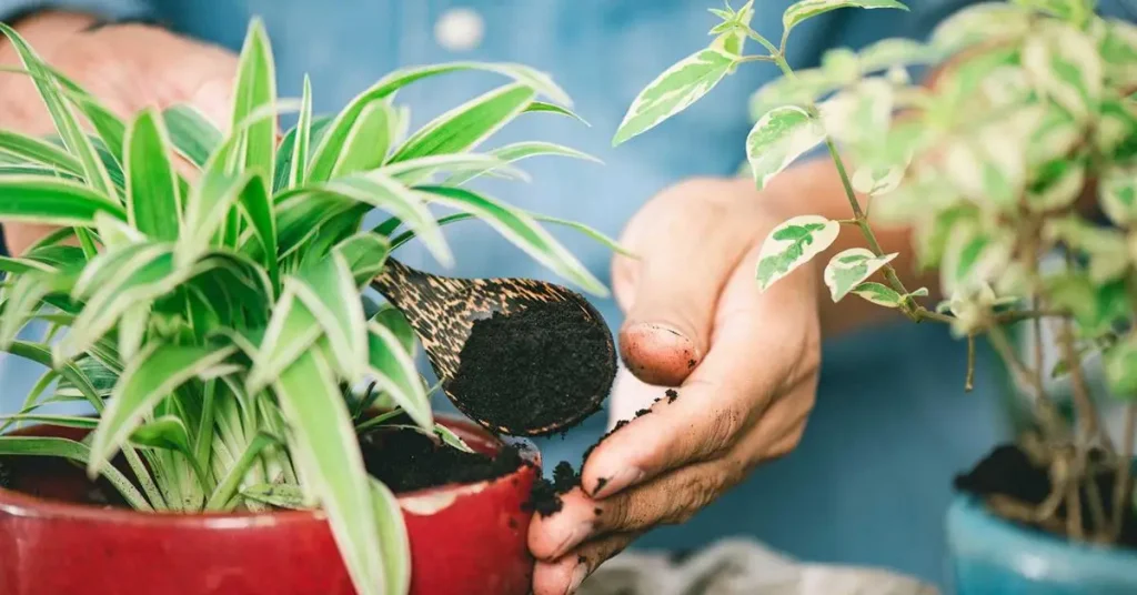 Plants That Hate Coffee Grounds
