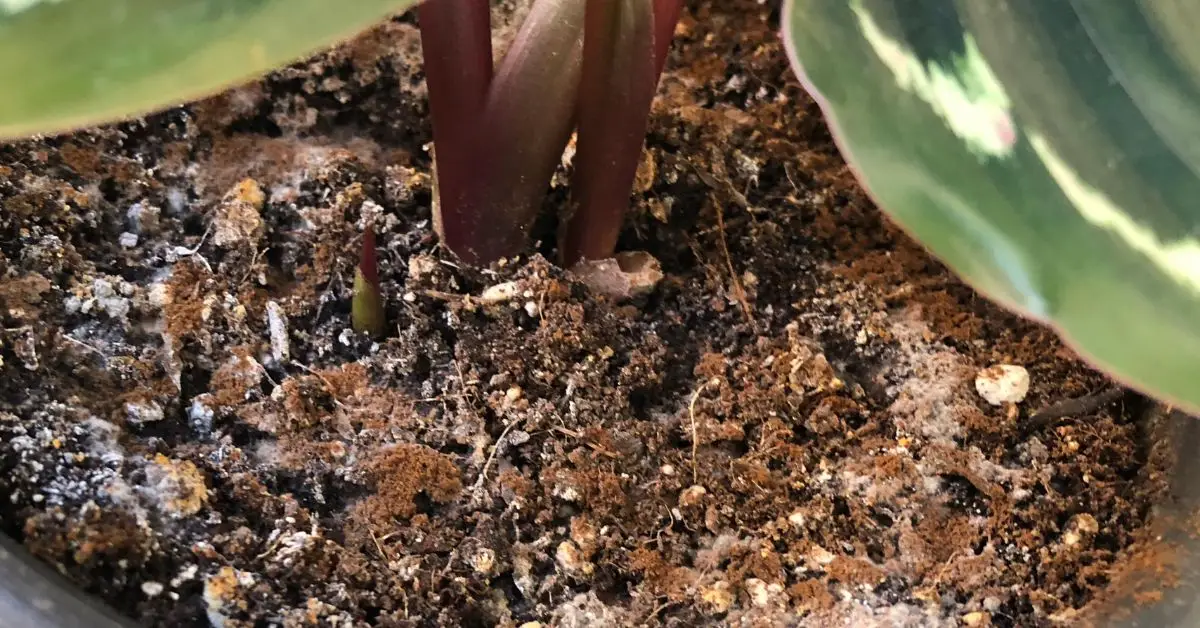 Plants That Hate Coffee Grounds