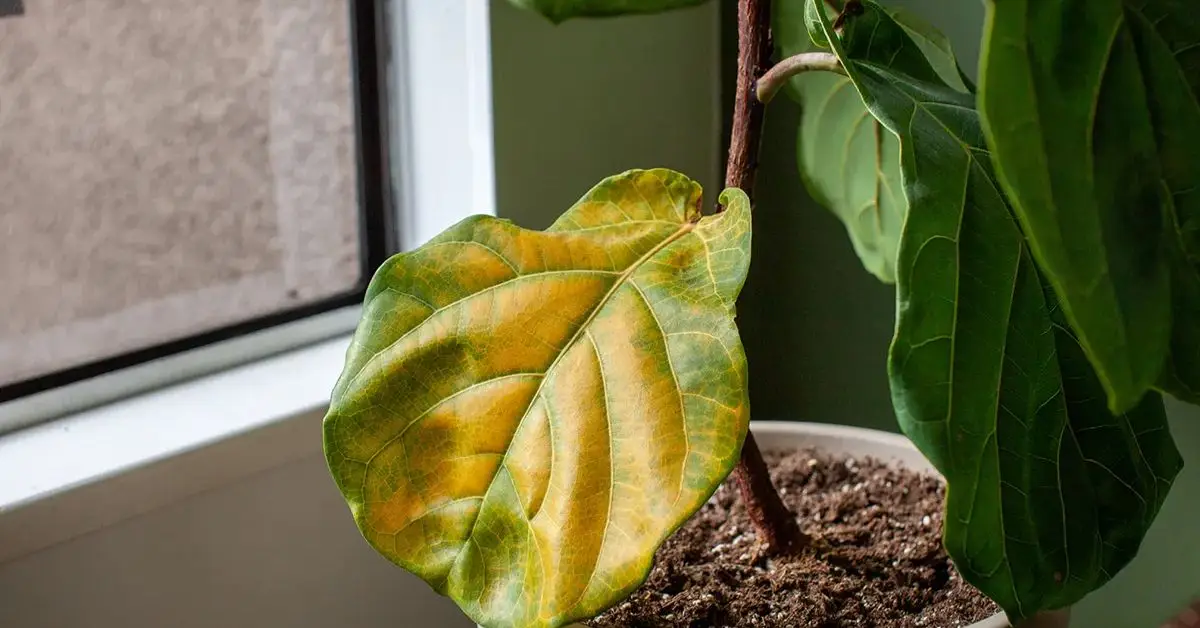 Plants That Hate Coffee Grounds