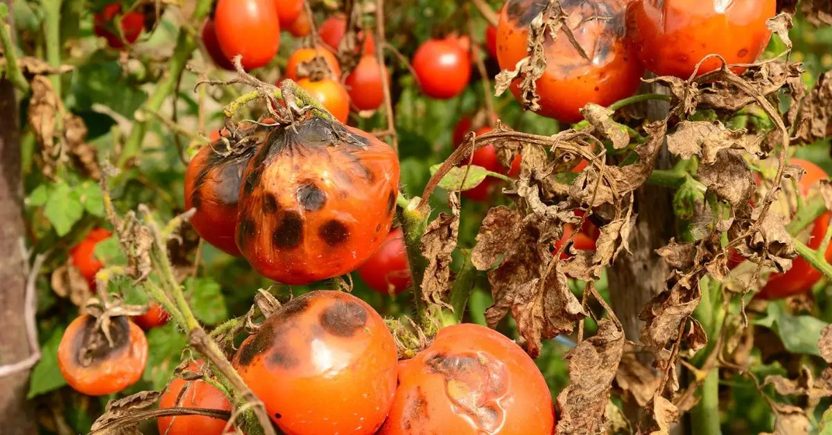 Tomato Plant Diseases
