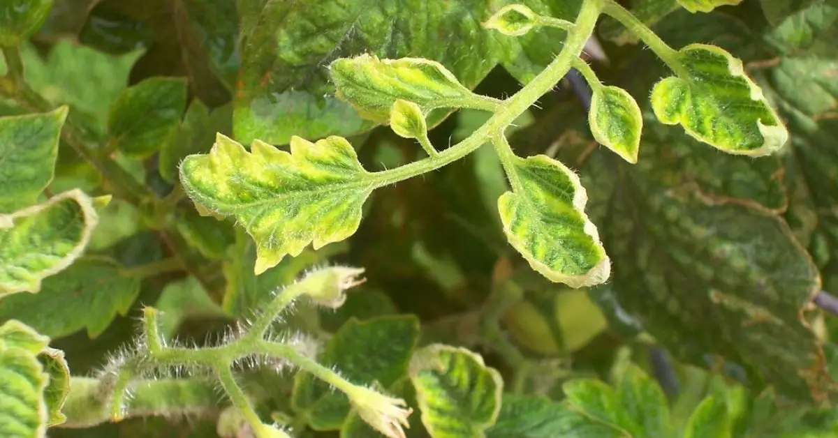 Tomato Plant Diseases