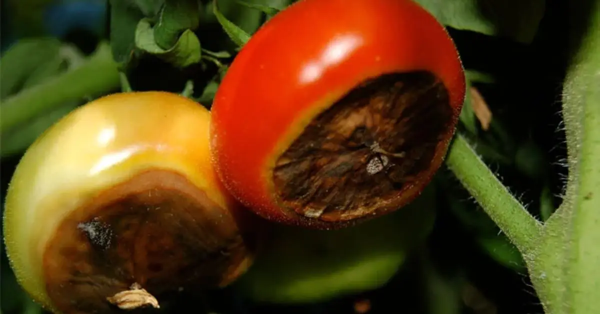 Tomato Plant Problems