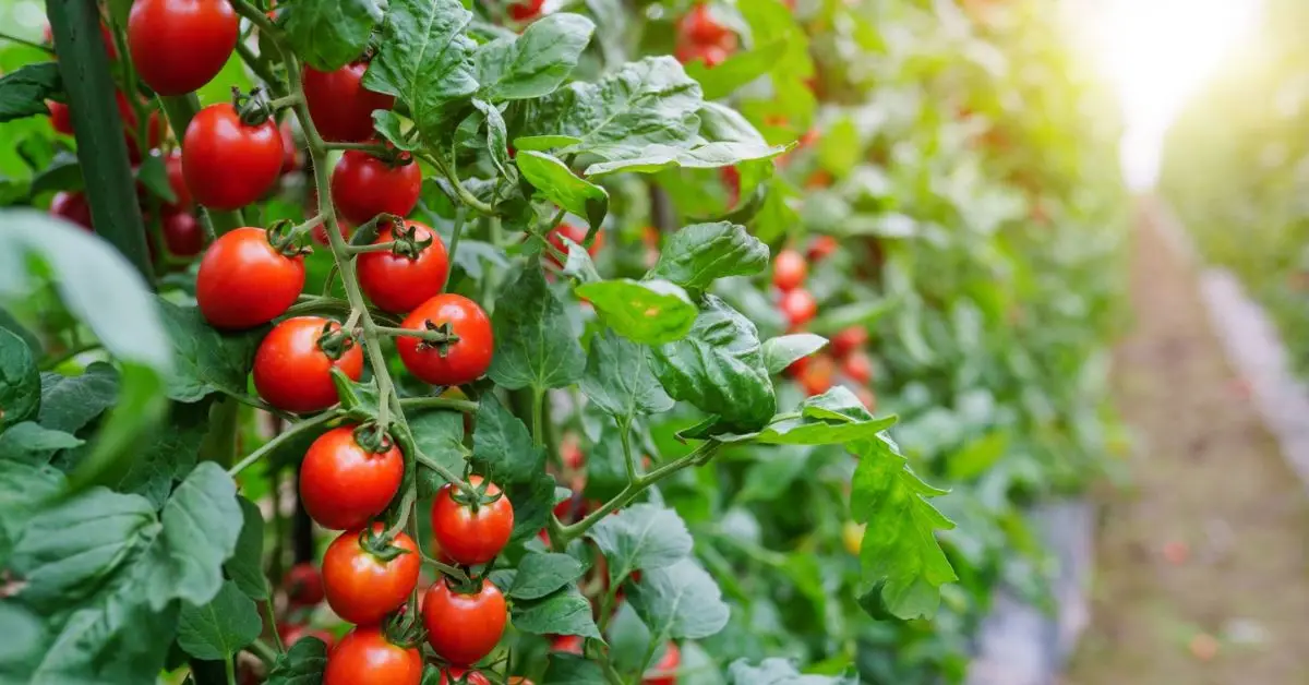 Tomato Plant Problems