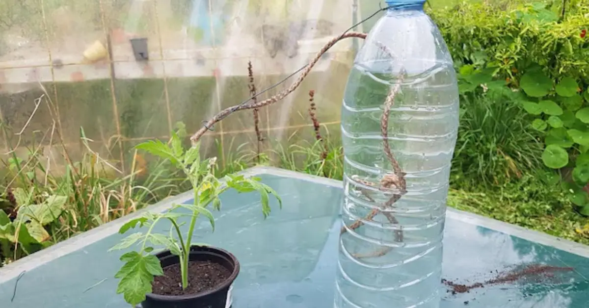 Vacation-Proof Your Tomato Plants