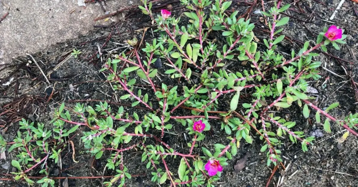 Weeds That Improve Your Garden’s Soil and Plants