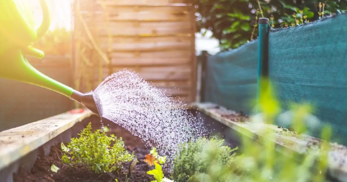 When is the Best Time to Water Your Plants