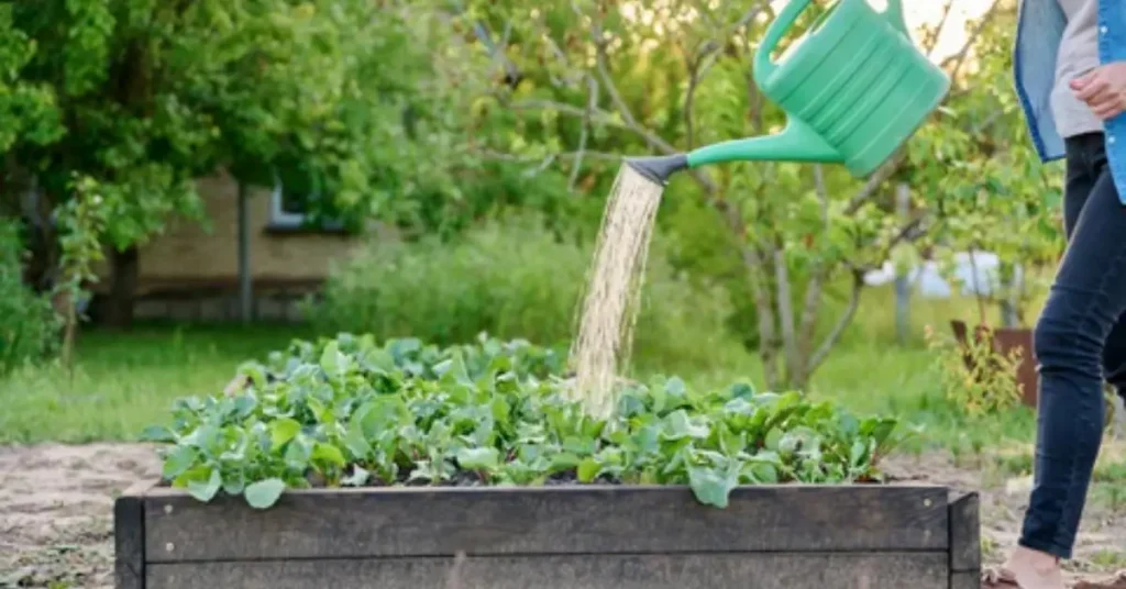 When is the Best Time to Water Your Plants