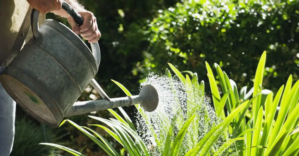 When is the Best Time to Water Your Plants