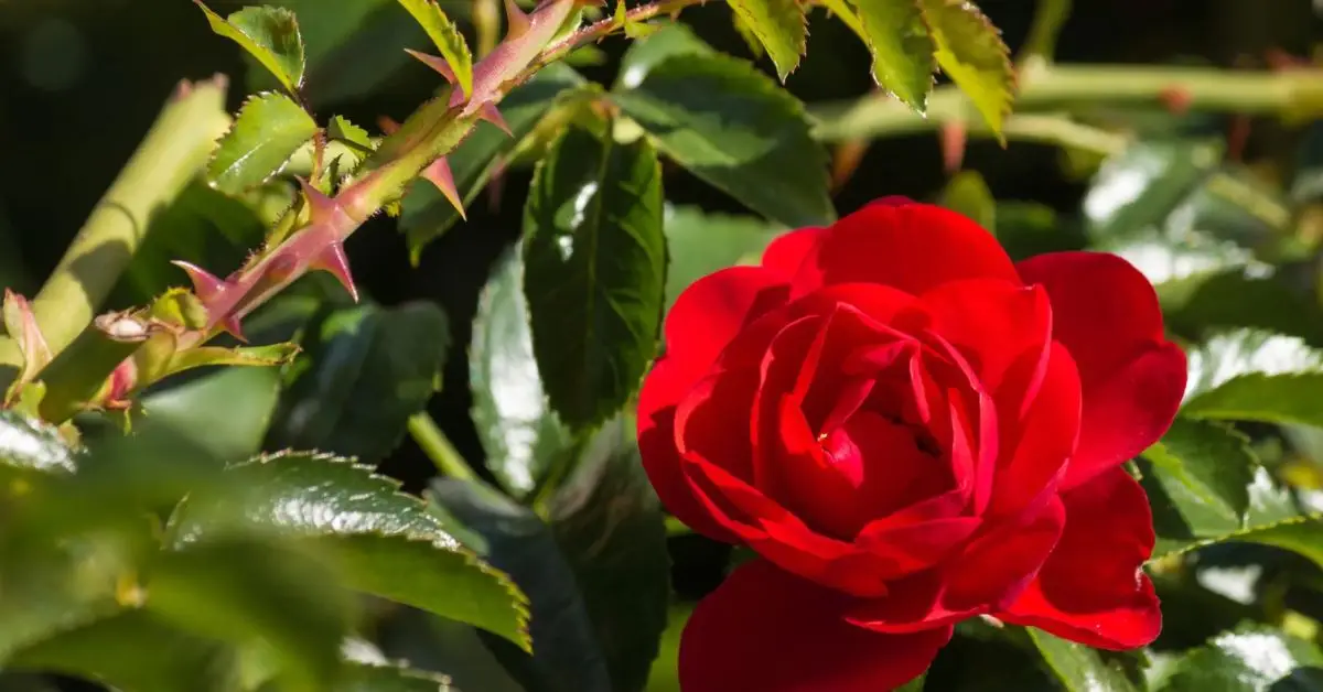 Why Do Roses Have Thorns