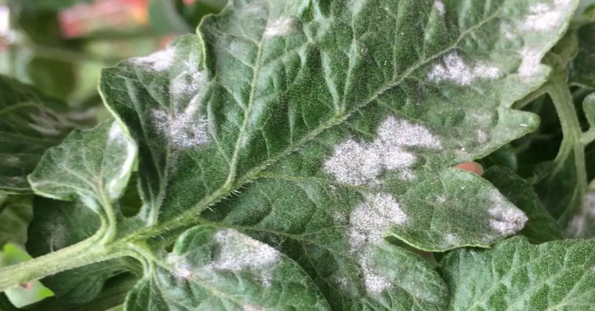 common garden plant diseases