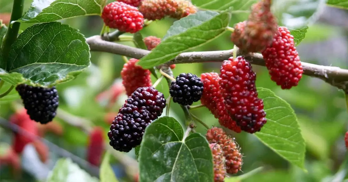 do blackberries grow on trees