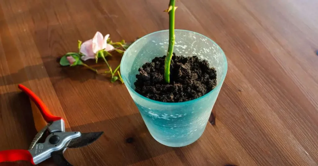 grow roses from cuttings