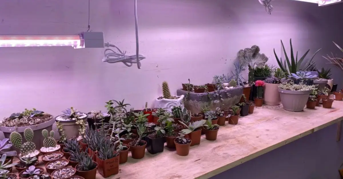 how to grow herbs indoors