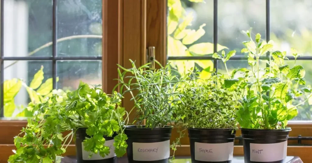 how to grow herbs indoors