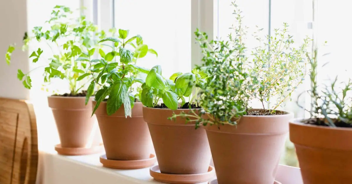 how to grow herbs indoors