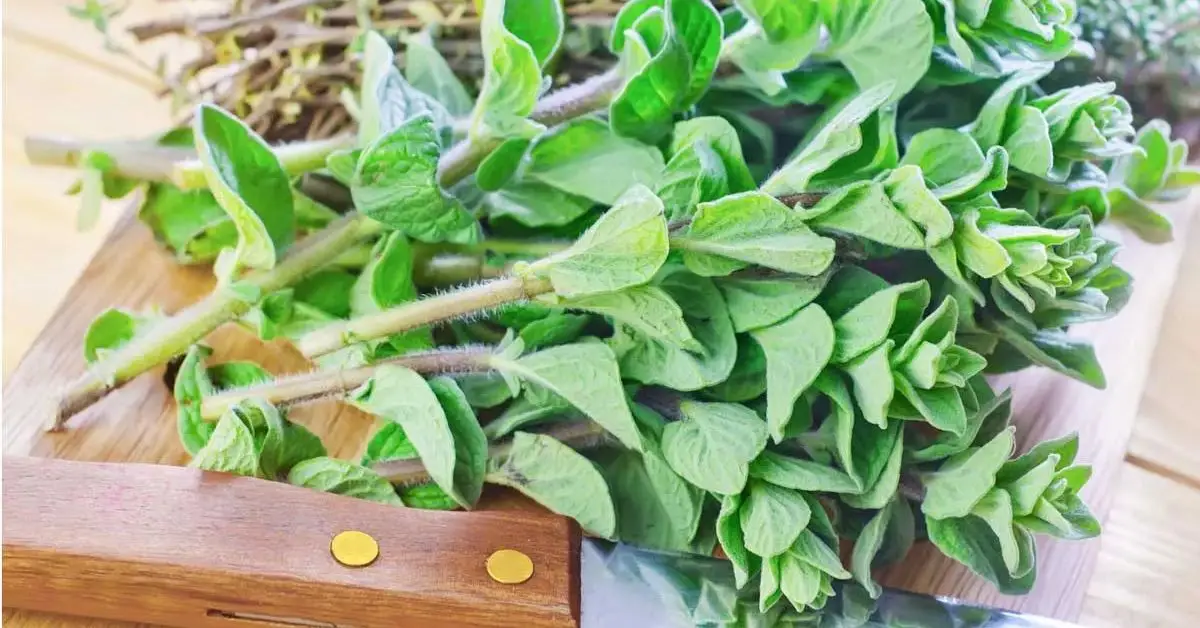 how to grow herbs indoors
