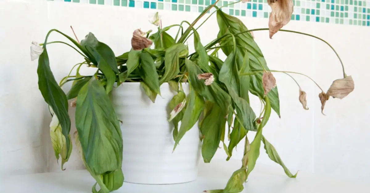 overwatered vs underwatered plants