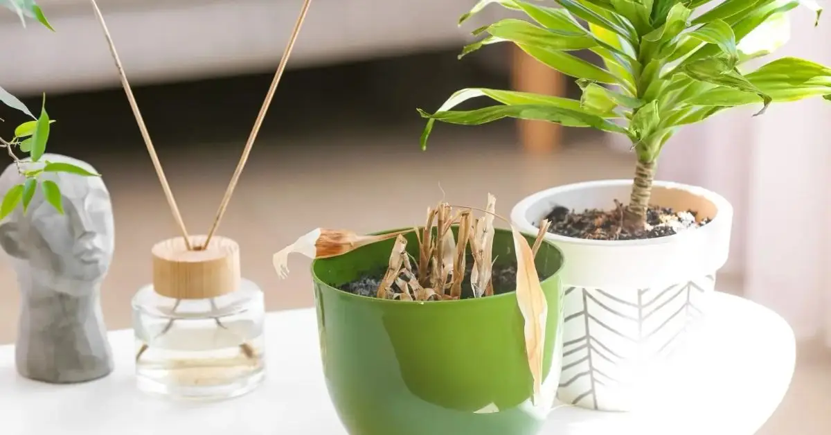 overwatered vs underwatered plants