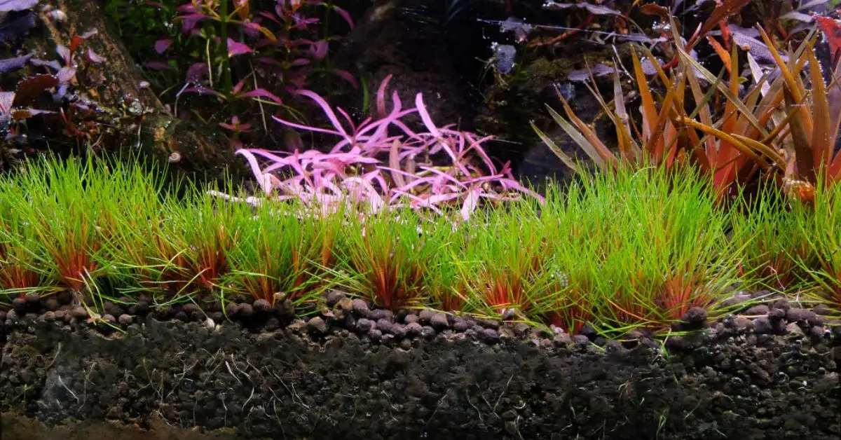 overwatered vs underwatered plants