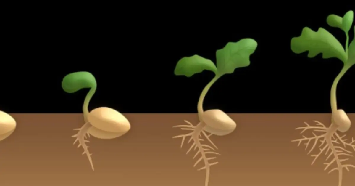 plant growth stages