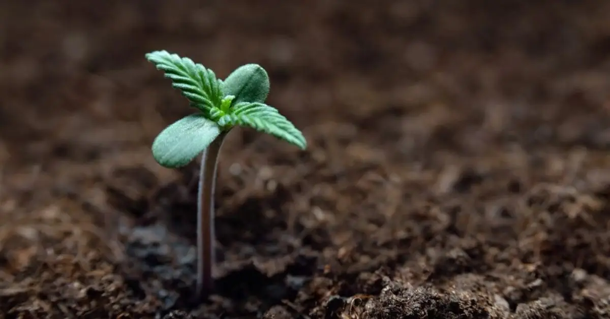 plant growth stages