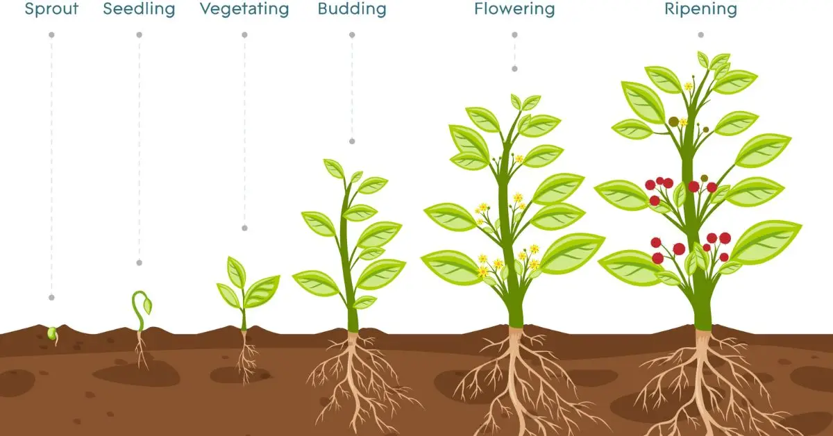 plant growth stages