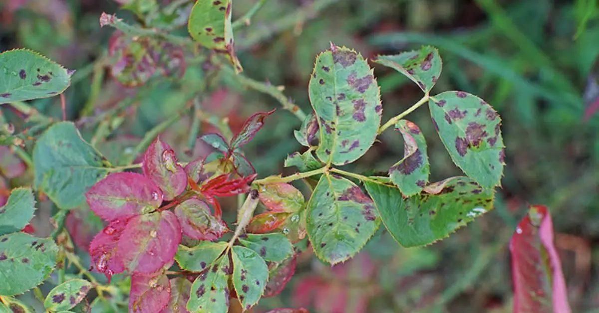 rescue rose bush