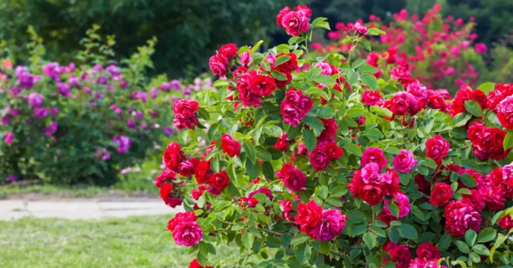 rescue rose bush