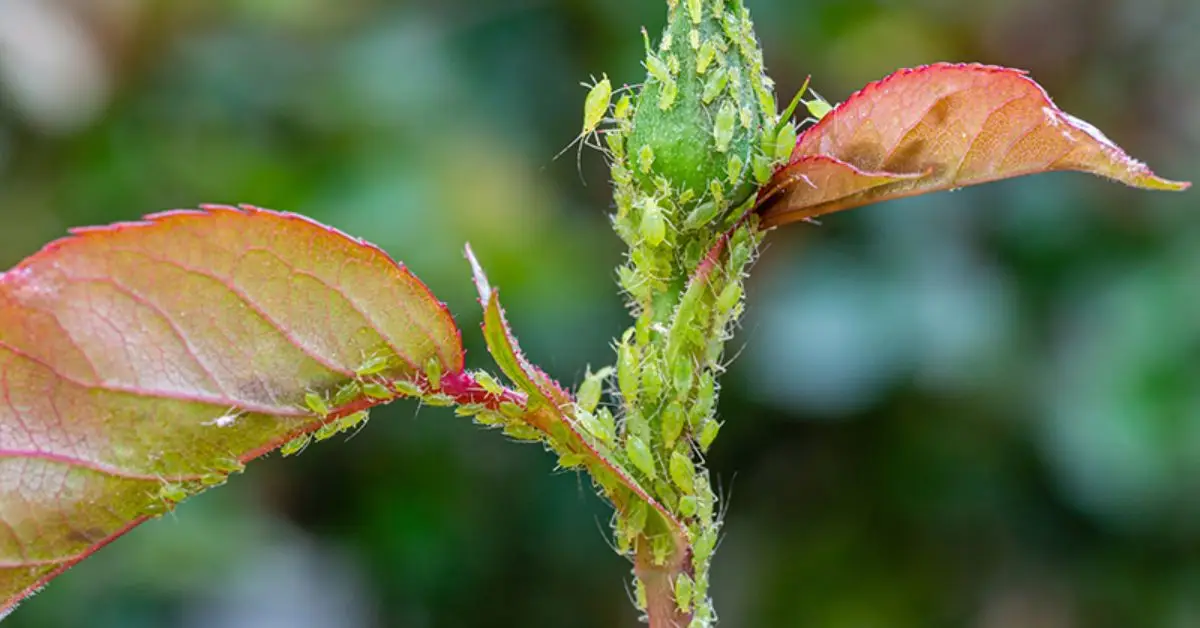 rescue rose bush