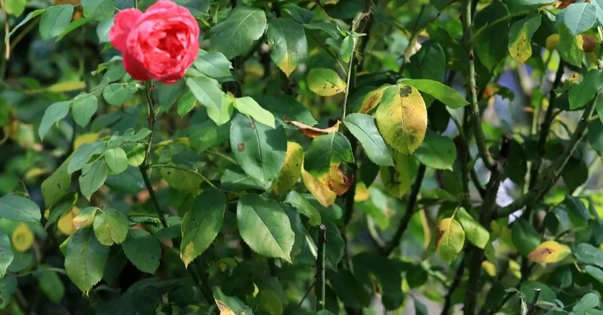 rescue rose bush