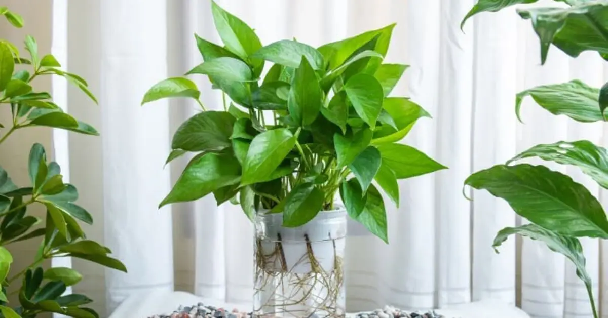 soil-free indoor gardening