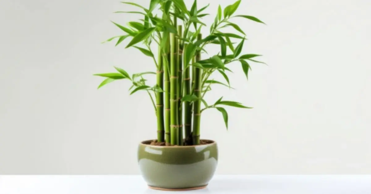 soil-free indoor gardening