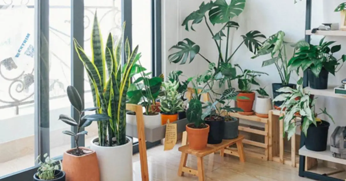 soil-free indoor gardening