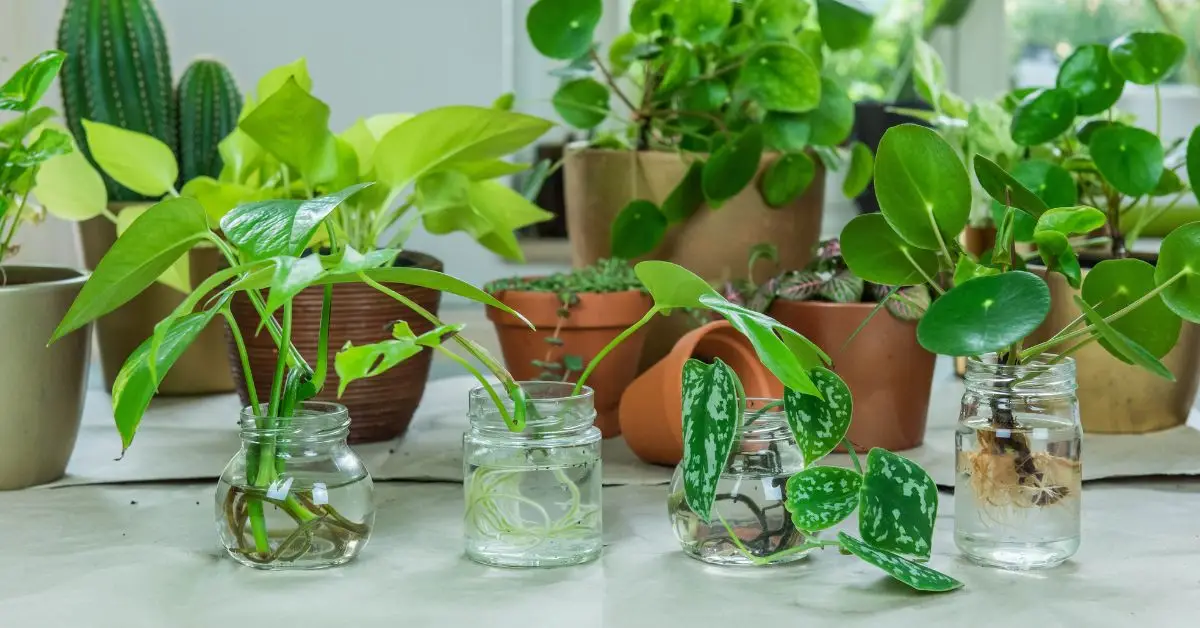 soil-free indoor gardening