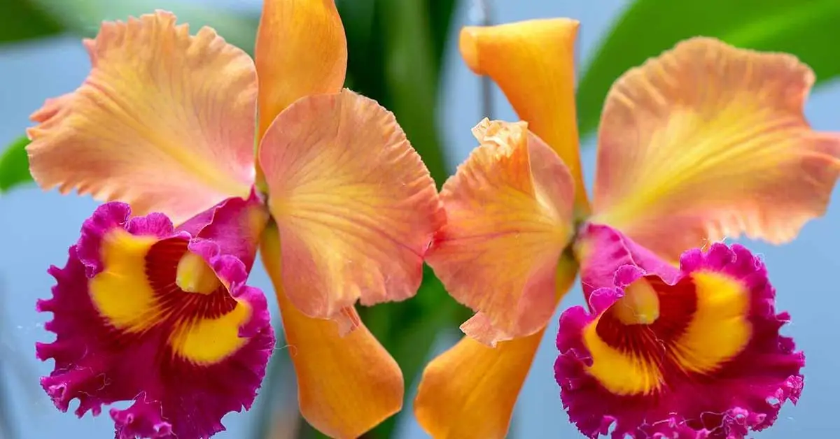 Are Orchids Safe for Cats