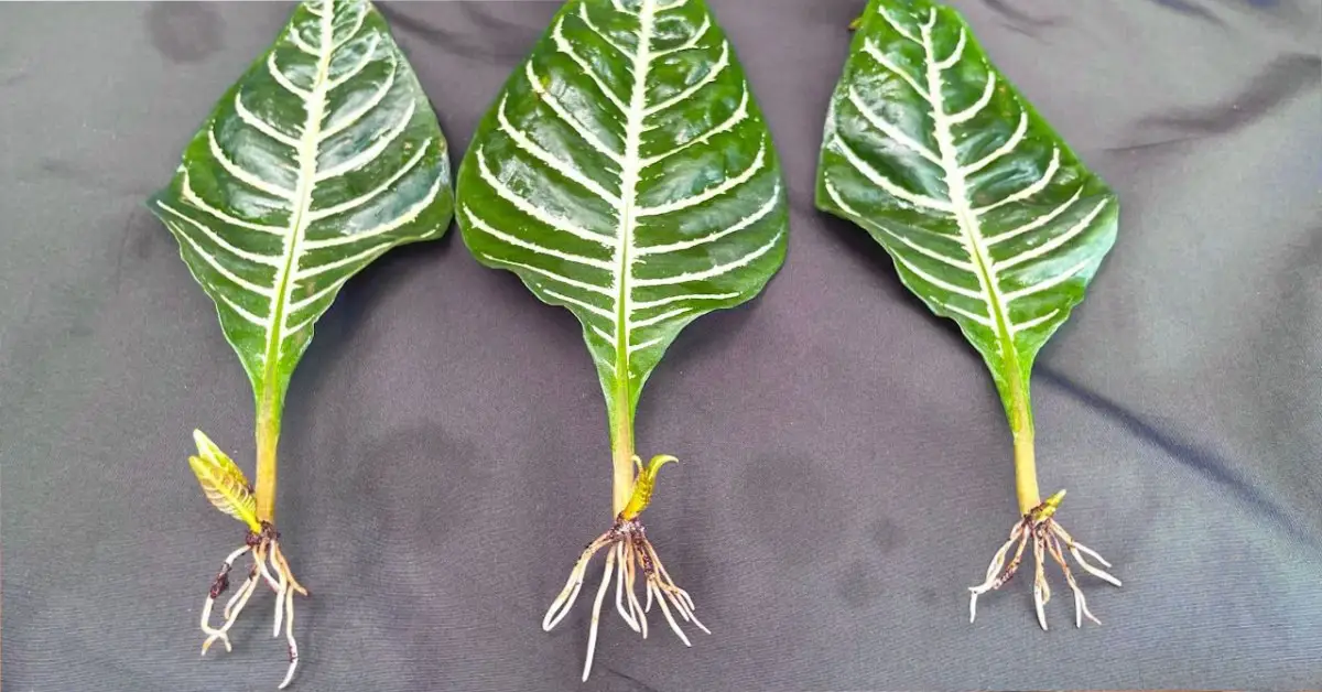 Best Indoor Care Tips for Calathea Zebrina