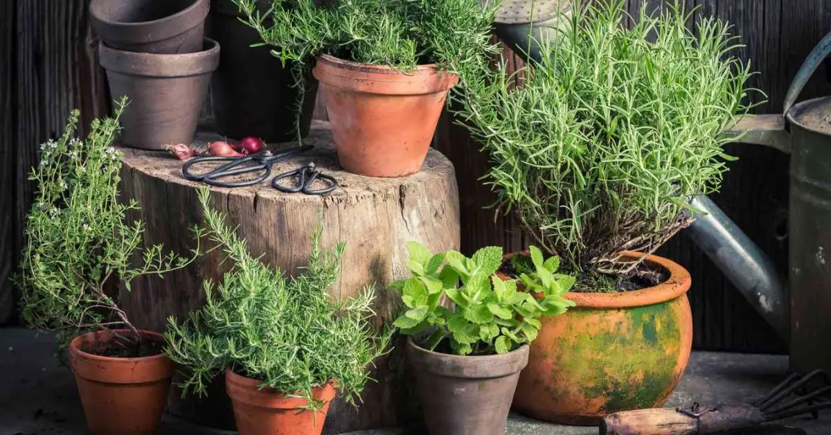 Best Indoor Plants for Pest Control