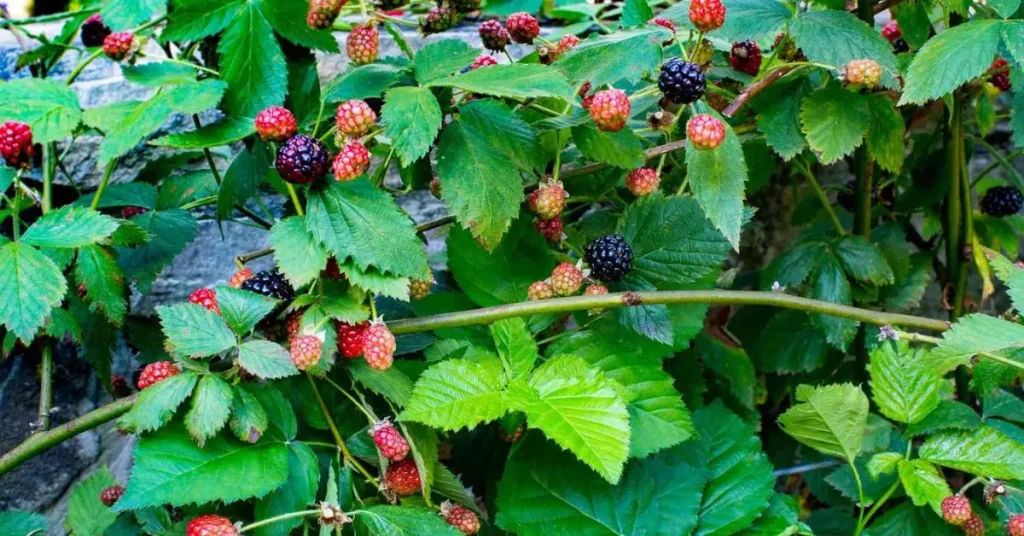 Blackberry Bush Care Tips