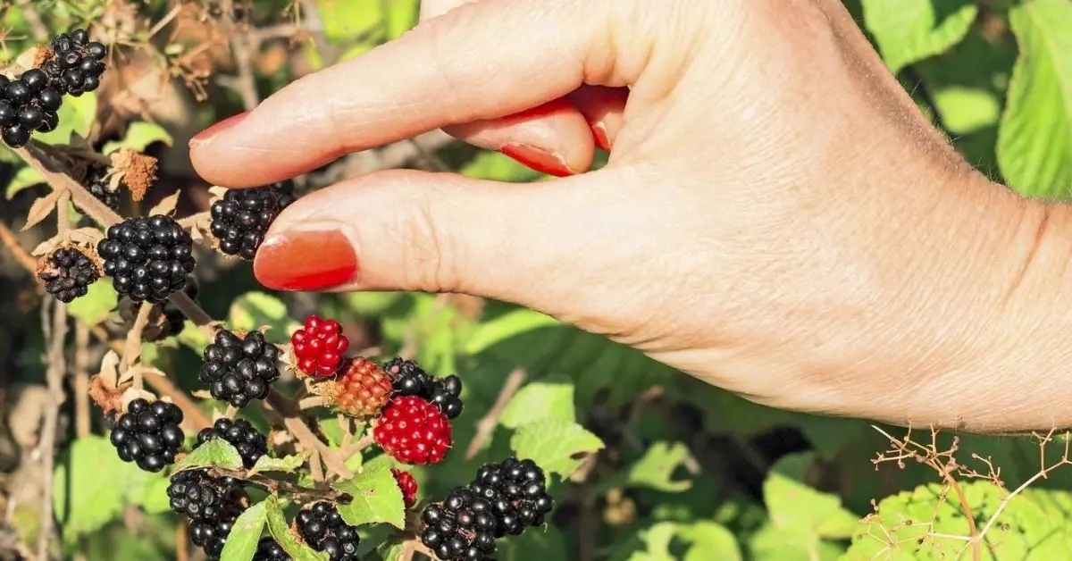 Blackberry Bush Care Tips
