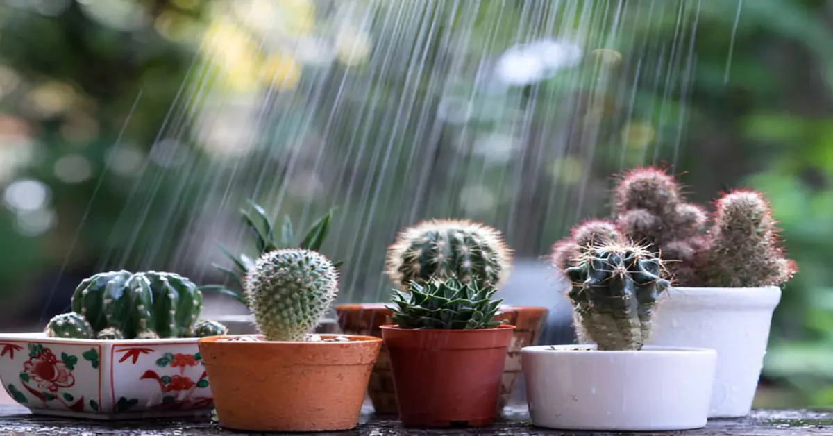 Can Ice Cubes Really Hurt Your Indoor Plants
