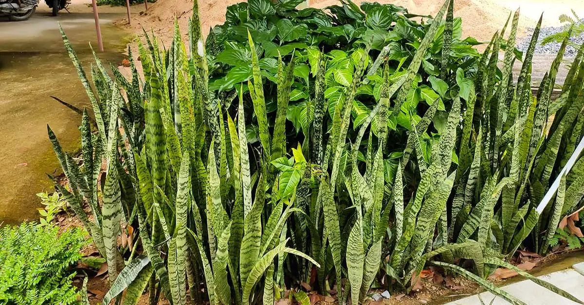 Can Snake Plants Thrive Outdoors
