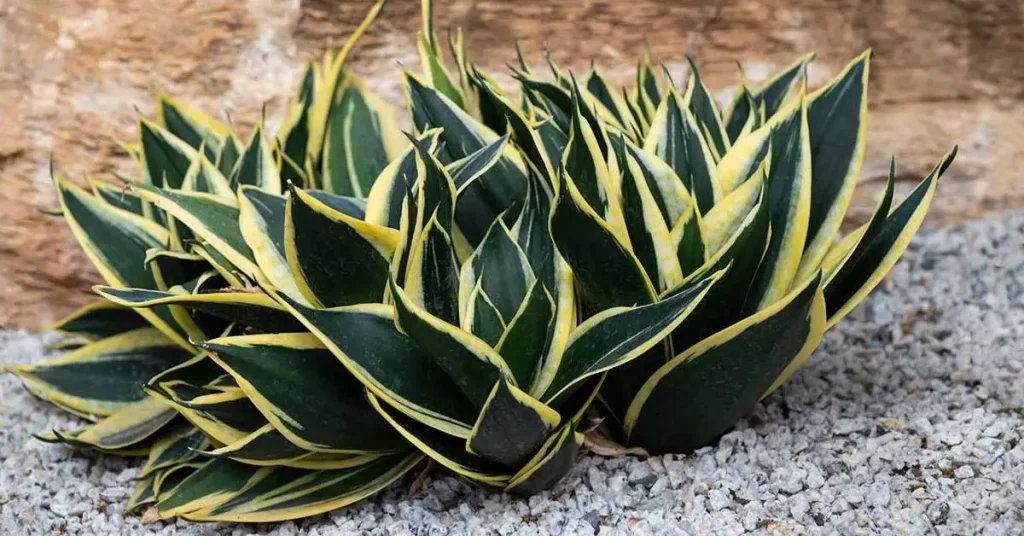 Can Snake Plants Thrive Outdoors
