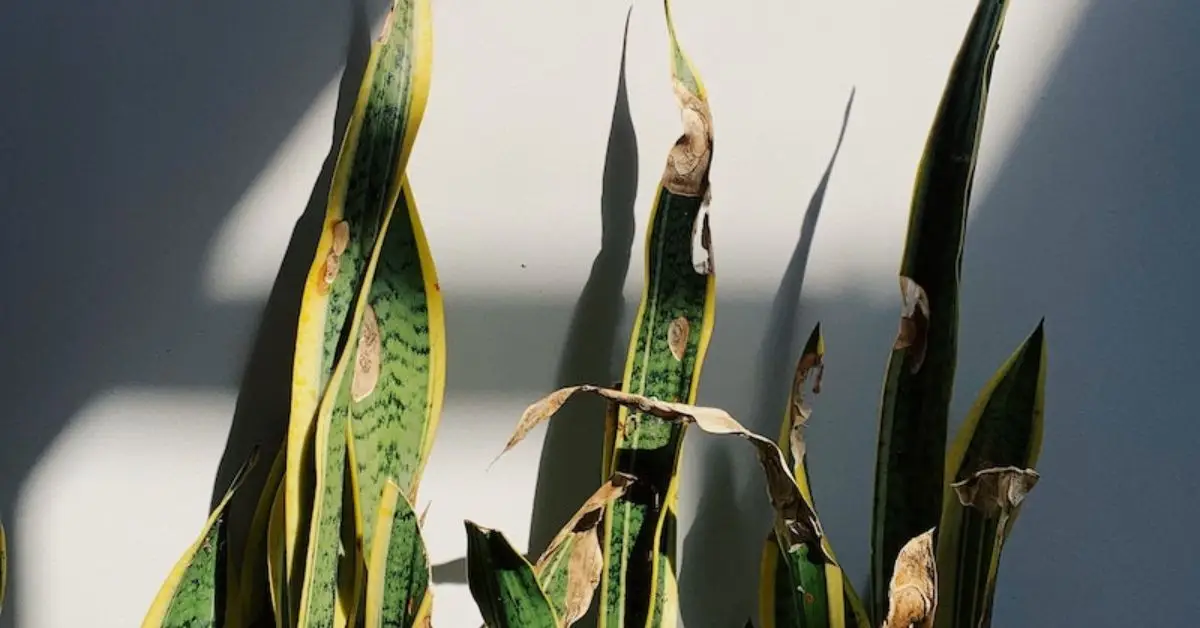 Can Snake Plants Thrive Outdoors