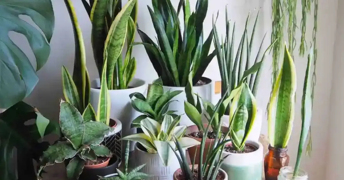 Can Snake Plants Thrive Outdoors