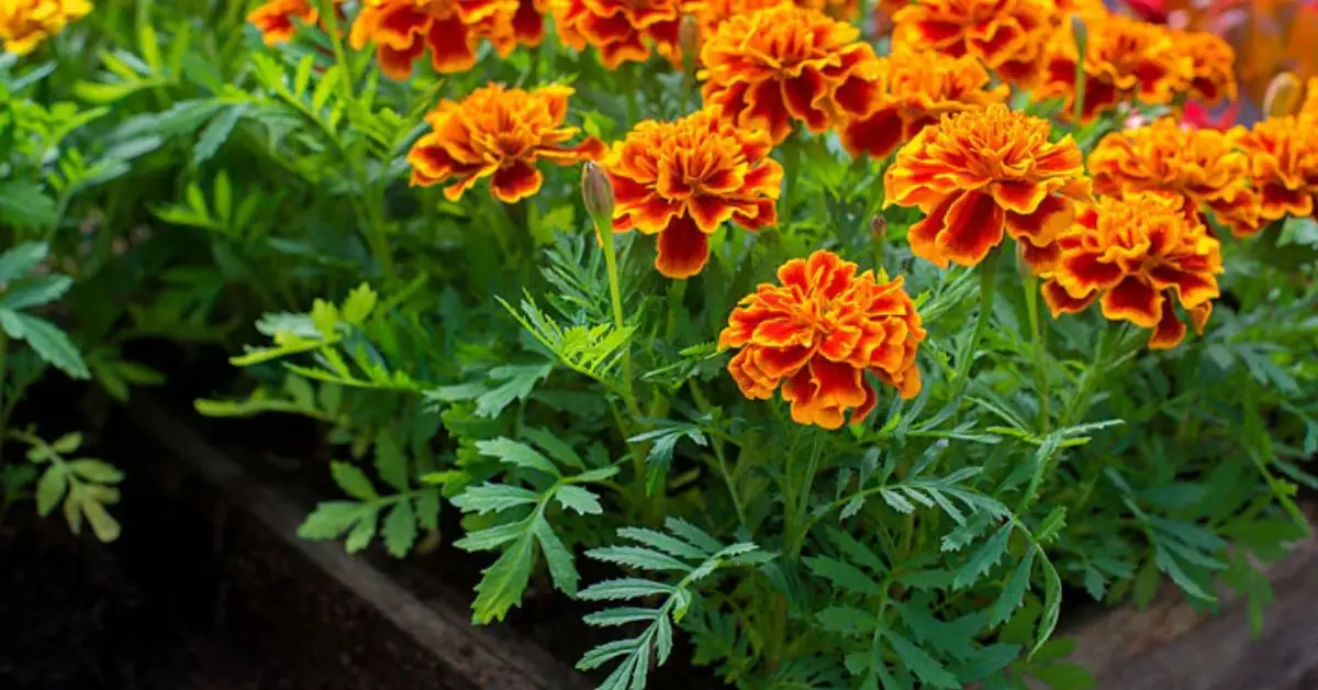 Do Marigolds Really Keep Bugs Away